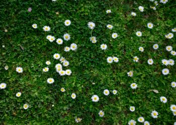 Ein ruhiger Frühlingsmorgen: Ein Spaziergang zum Schrebergarten