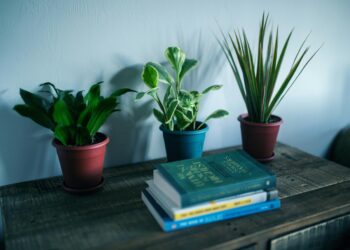 Das Entschlüsseln des Geheimnisses, wie man mit Gynura Aurantiaca gedeiht: Ein umfassender Leitfaden zur Pflege und Kultivierung