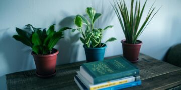 Das Entschlüsseln des Geheimnisses, wie man mit Gynura Aurantiaca gedeiht: Ein umfassender Leitfaden zur Pflege und Kultivierung