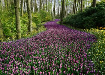 Eine sanfte Aufforderung zur Erneuerung des Gartens