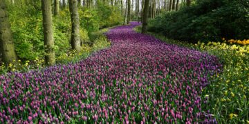 Eine sanfte Aufforderung zur Erneuerung des Gartens